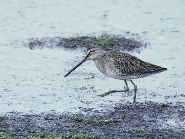 Tundrakurppelo, Long-billed Dowitcher, Limnodromus scolopaceus